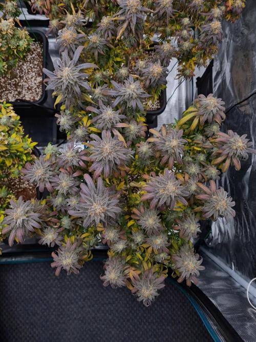 Haze Berry | Royal Queen Seeds. Week 22 - 15-11 #1