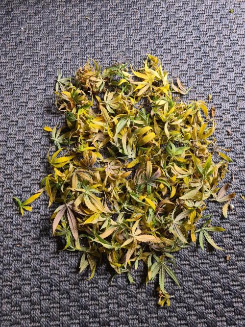 Haze Berry | Royal Queen Seeds. Week 22 - 15-11 #1 Leaves removed