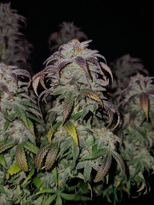 Haze Berry | Royal Queen Seeds. Week 22 - 15-11 #1