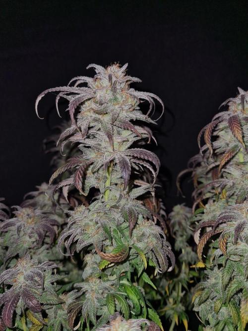 Haze Berry | Royal Queen Seeds. Week 22 - 15-11 #1
