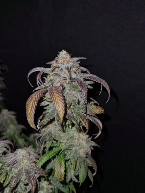 Haze Berry | Royal Queen Seeds. Week 22 - 15-11 #1