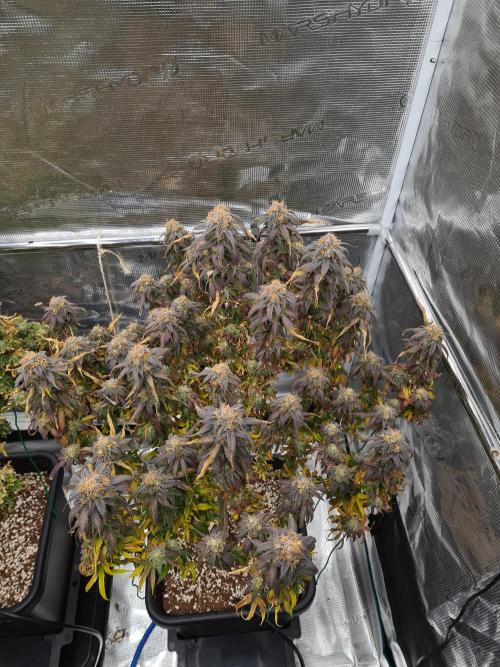 Haze Berry | Royal Queen Seeds. Week 22 - 15-11 #2