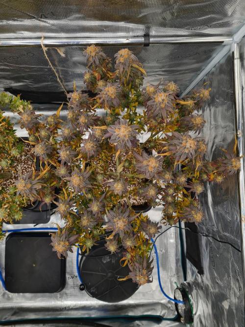 Haze Berry | Royal Queen Seeds. Week 22 - 15-11 #2