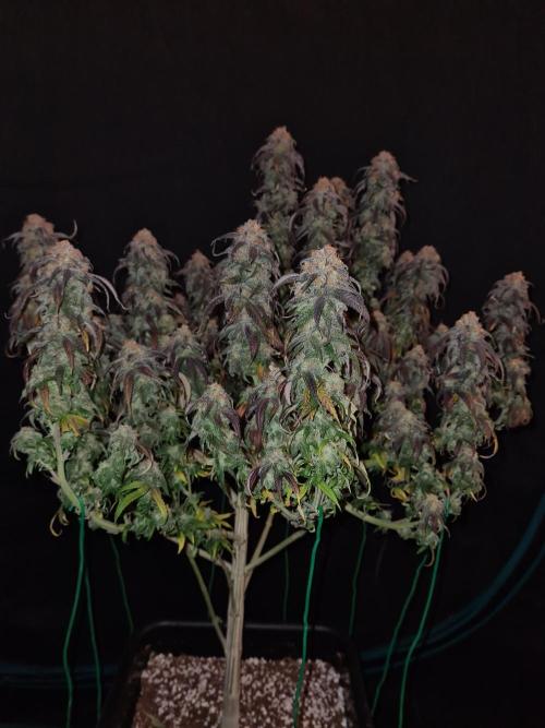 Haze Berry | Royal Queen Seeds. Week 22 - 15-11 #2