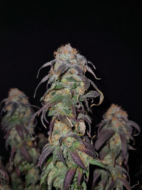 Haze Berry | Royal Queen Seeds. Week 22 - 15-11 #2