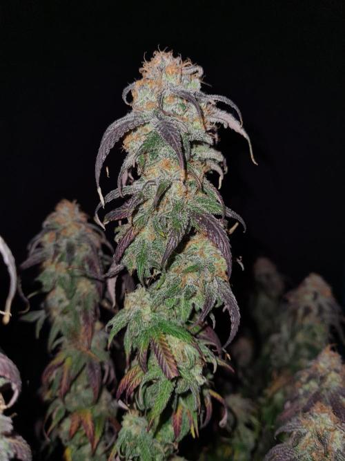 Haze Berry | Royal Queen Seeds. Week 22 - 15-11 #2
