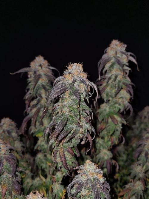 Haze Berry | Royal Queen Seeds. Week 22 - 15-11 #2