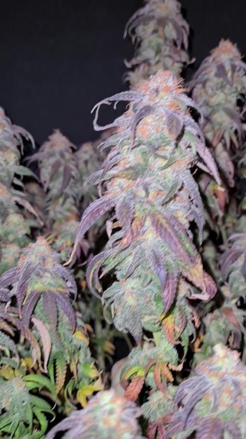 Haze Berry | Royal Queen Seeds