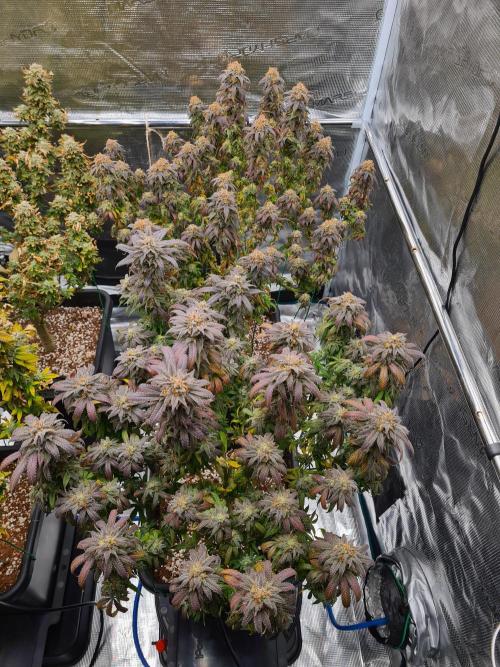 Haze Berry | Royal Queen Seeds. Week 22 - 15-11