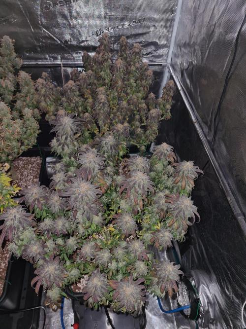 Haze Berry | Royal Queen Seeds. Week 22 - 15-11 Lights off