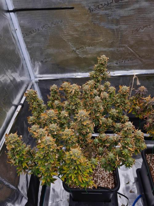 White Widow | Green House Seed Co.. Week 22 - 15-11 #2