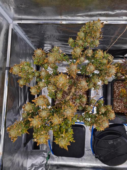 White Widow | Green House Seed Co.. Week 22 - 15-11 #2