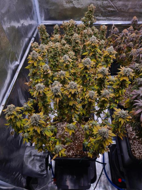 White Widow | Green House Seed Co.. Week 22 - 15-11 #1