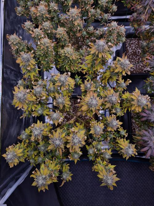 White Widow | Green House Seed Co.. Week 22 - 15-11 #1