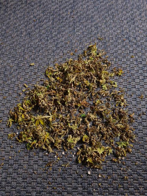 White Widow | Green House Seed Co.. Week 22 - 17-11 #1 Leaves removed