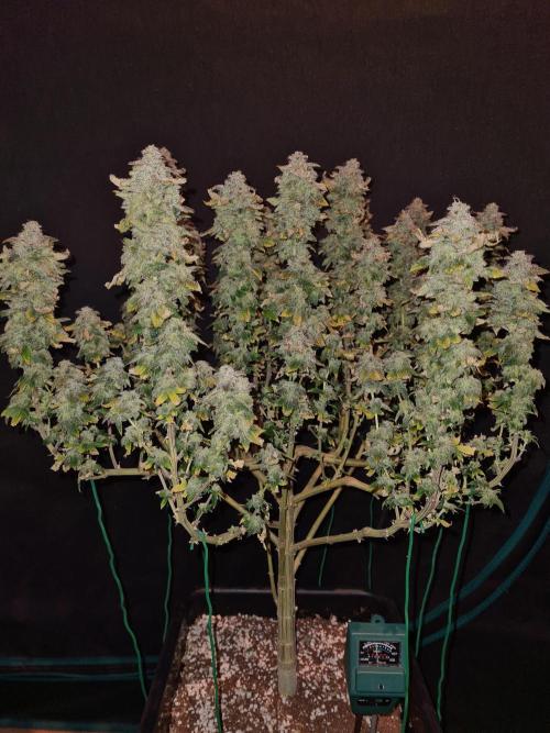 White Widow | Green House Seed Co.. Week 22 - 17-11 #1