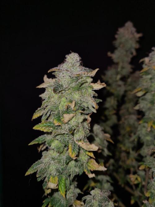 White Widow | Green House Seed Co.. Week 22 - 17-11 #1