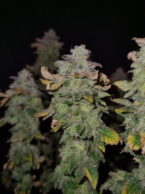 White Widow | Green House Seed Co.. Week 22 - 17-11 #1