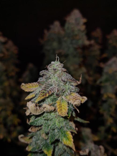 White Widow | Green House Seed Co.. Week 22 - 17-11 #1