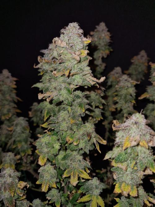 White Widow | Green House Seed Co.. Week 22 - 17-11 #1