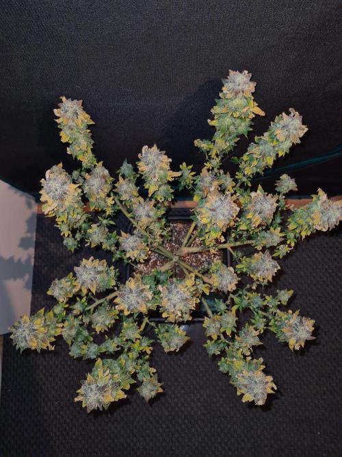 White Widow | Green House Seed Co.. Week 22 - 17-11 #1