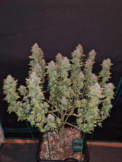 White Widow | Green House Seed Co.. Week 22 - 17-11 #1