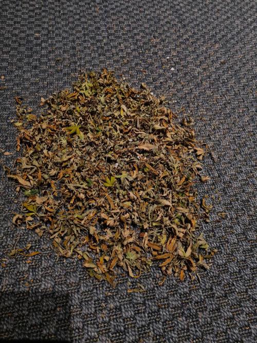 White Widow | Green House Seed Co.. Week 22 - 17-11 #2 Leaves removed