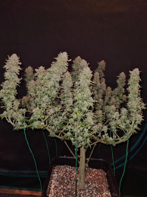 White Widow | Green House Seed Co.. Week 22 - 17-11 #2