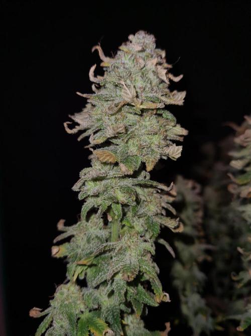 White Widow | Green House Seed Co.. Week 22 - 17-11 #2