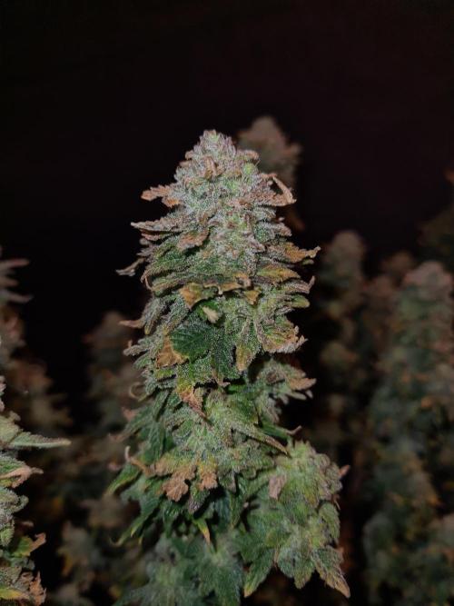 White Widow | Green House Seed Co.. Week 22 - 17-11 #2