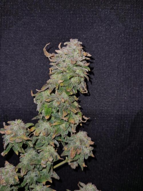 White Widow | Green House Seed Co.. Week 22 - 17-11 #2