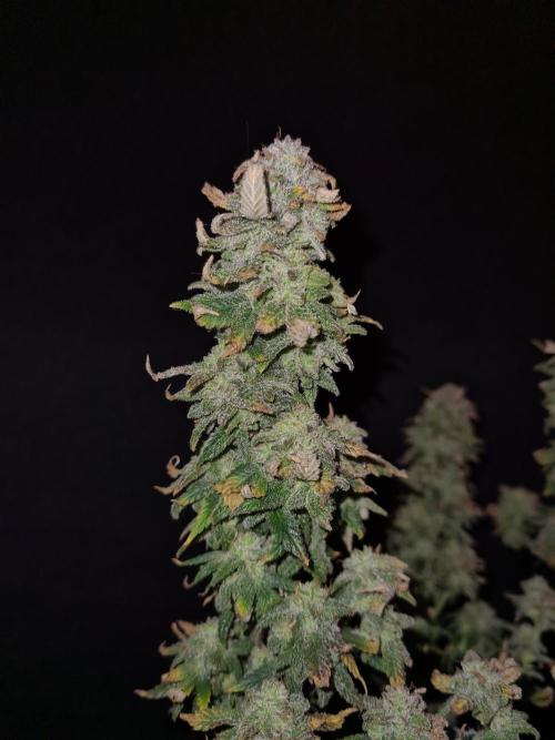 White Widow | Green House Seed Co.. Week 22 - 17-11 #2