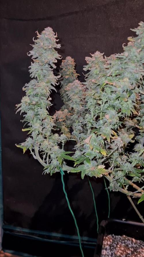 White Widow | Green House Seed Co.