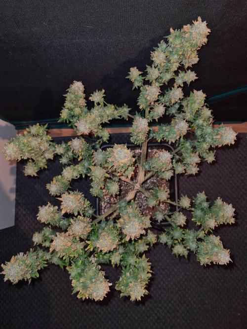 White Widow | Green House Seed Co.. Week 22 - 17-11 #2