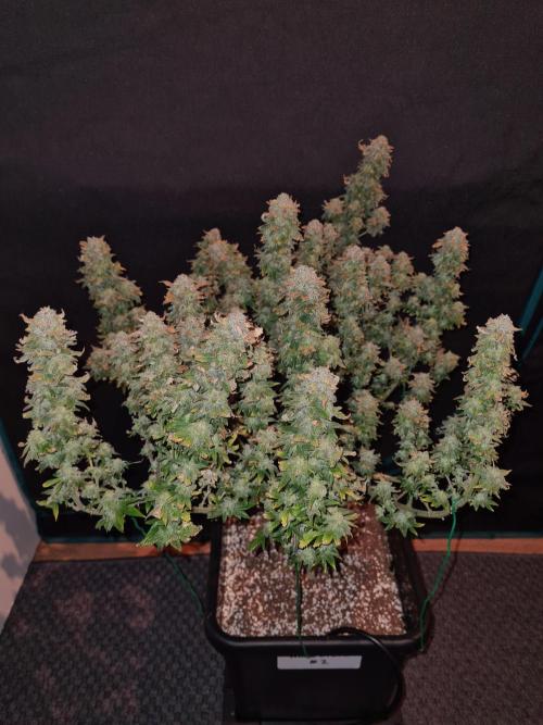 White Widow | Green House Seed Co.. Week 22 - 17-11 #2