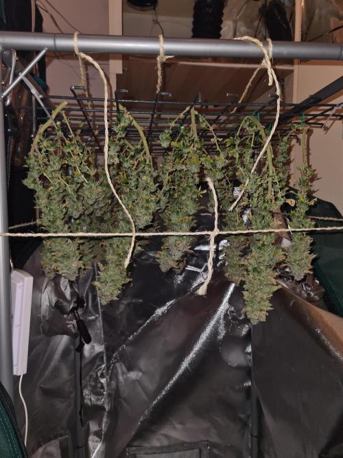 White Widow | Green House Seed Co.. Week 22 - 17-11 #1 Ready to dry