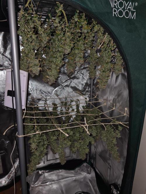 White Widow | Green House Seed Co.. Week 22 - 17-11 Both ready to dry