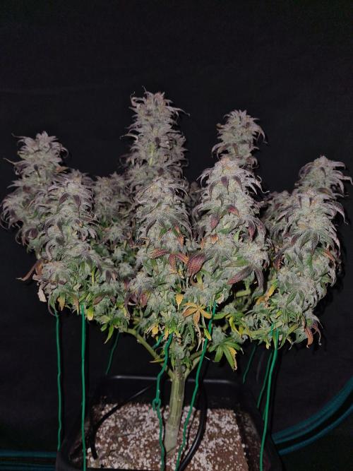 Haze Berry | Royal Queen Seeds. Week 23 - 22-1 #1