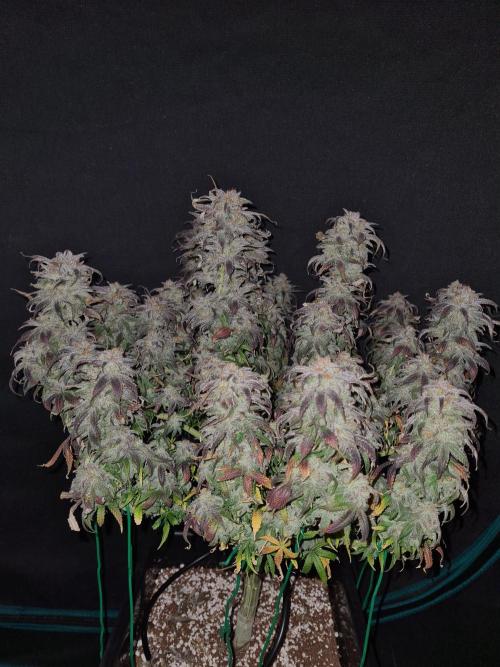 Haze Berry | Royal Queen Seeds. Week 23 - 22-1 #1