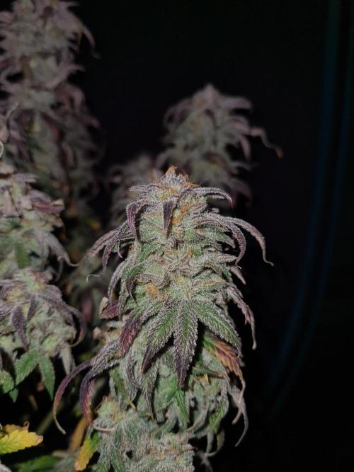 Haze Berry | Royal Queen Seeds. Week 23 - 22-1 #1