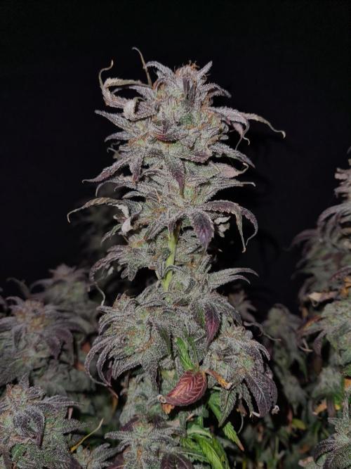Haze Berry | Royal Queen Seeds. Week 23 - 22-1 #1