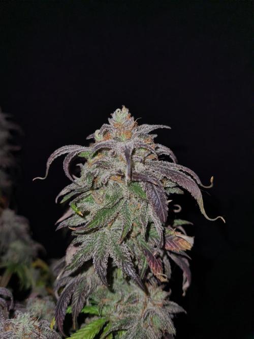 Haze Berry | Royal Queen Seeds. Week 23 - 22-1 #1