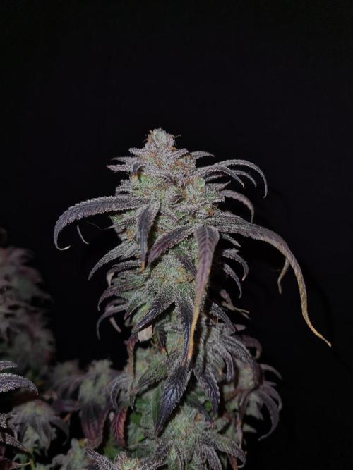 Haze Berry | Royal Queen Seeds. Week 23 - 22-1 #1