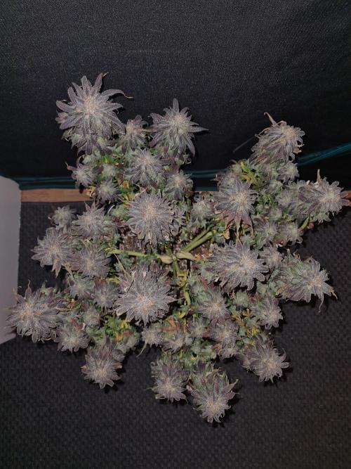 Haze Berry | Royal Queen Seeds. Week 23 - 22-1 #1