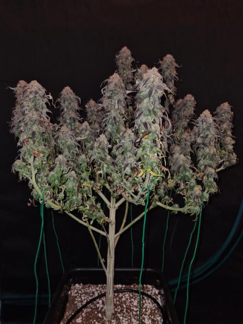 Haze Berry | Royal Queen Seeds. Week 23 - 22-1 #2