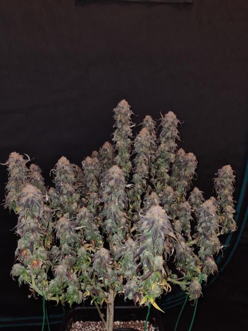 Haze Berry | Royal Queen Seeds. Week 23 - 22-1 #2