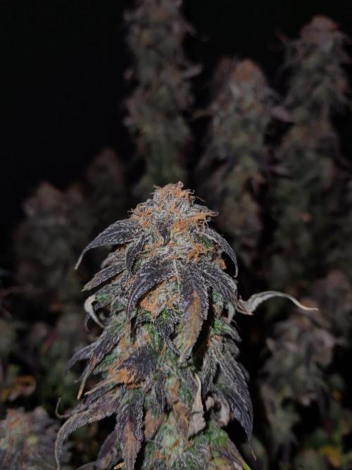 Haze Berry | Royal Queen Seeds. Week 23 - 22-1 #2