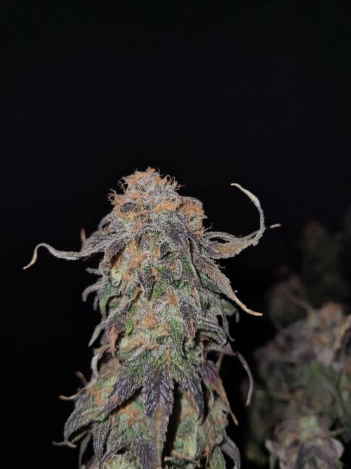 Haze Berry | Royal Queen Seeds. Week 23 - 22-1 #2