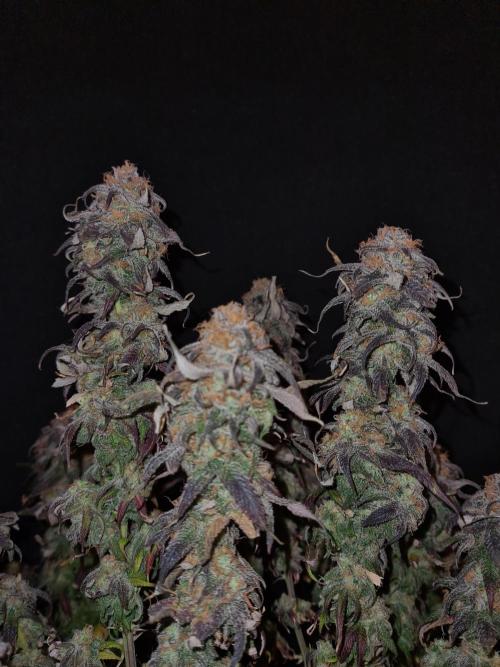 Haze Berry | Royal Queen Seeds. Week 23 - 22-1 #2