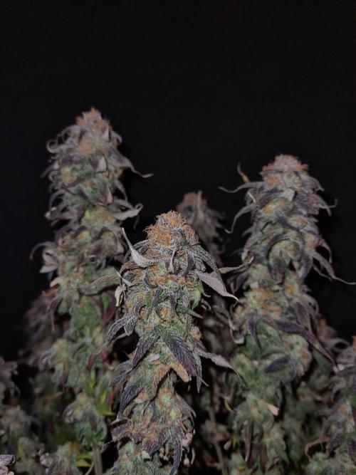 Haze Berry | Royal Queen Seeds. Week 23 - 22-1 #2